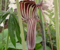 Arisaema ciliatum liubaense CT369