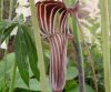 Show product details for Arisaema ciliatum liubaense CT369