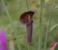 Arisaema ciliatum