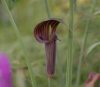 Show product details for Arisaema ciliatum