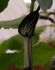 Arisaema concinnum