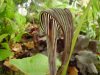 Arisaema fargesii