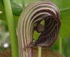 Show product details for Arisaema franchetianum