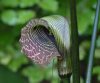 Arisaema griffithii...