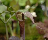 Arisaema kishidae