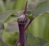Show product details for Arisaema maximowiczii