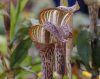 Show product details for Arisaema nepenthoides