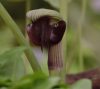 Show product details for Arisaema ringens