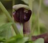 Arisaema ringens