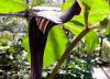 Arisaema sazensoo
