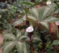 Arisaema sikkokianum bicolorifolium