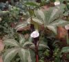 Show product details for Arisaema sikkokianum bicolorifolium