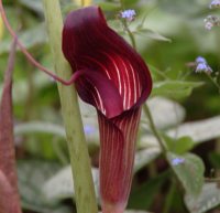 Really big red and white flowers