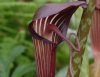 Show product details for Arisaema speciosum mirabile