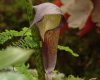 Show product details for Arisaema taiwanense