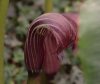 Arisaema utile