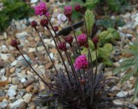 Bright pink pom pom-like flowers and deep reddish green foliage.