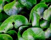 Show product details for Asarum europaeum