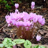 Bulbous Plants for Shade