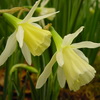 Bulbous Plants for Sun