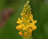 Bright yellow flowers in spikes