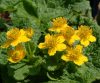 Show product details for Caltha palustris barthei