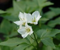 Clean white flowers over deep green foliage