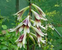 Huge trumpet flowers with chocolate brown marks