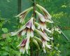 Cardiocrinum giganteum yunnanense - Brown leaved form