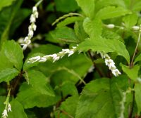 White flowers and soft green foliage.