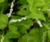 Chloranthus henryi