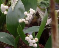 Clean white scented flowers and rich green foliage