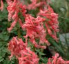 Show product details for Corydalis solida Beth Evans