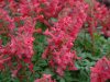 Show product details for Corydalis solida G P Baker