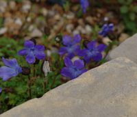 Cyananthus lobatus CC4634