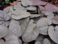 Good solid silver foliage