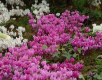 White to pink flowers and attractive marbled foliage.