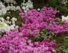 Cyclamen hederifolium