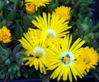 Bright canary yellow daisy like flowers with a white eye.