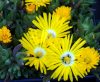 Delosperma collections