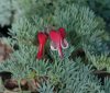 Show product details for Dicentra peregrina