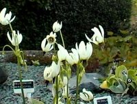 Attractive little white shooting star flowers and pale green foliage.