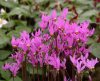 Show product details for Dodecatheon pulchellum