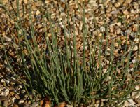 Ephedra gerardiana var sikkimense