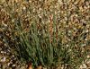 Show product details for Ephedra gerardiana var sikkimense