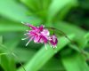 Epimedium grandiflo...