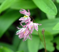 Shaggy pink and white flowers