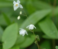 Clean white flowers and apple green foliage