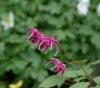 Show product details for Epimedium Koki