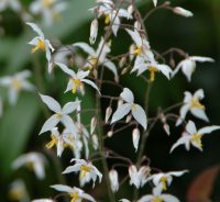 Numerous white and yellow flowers